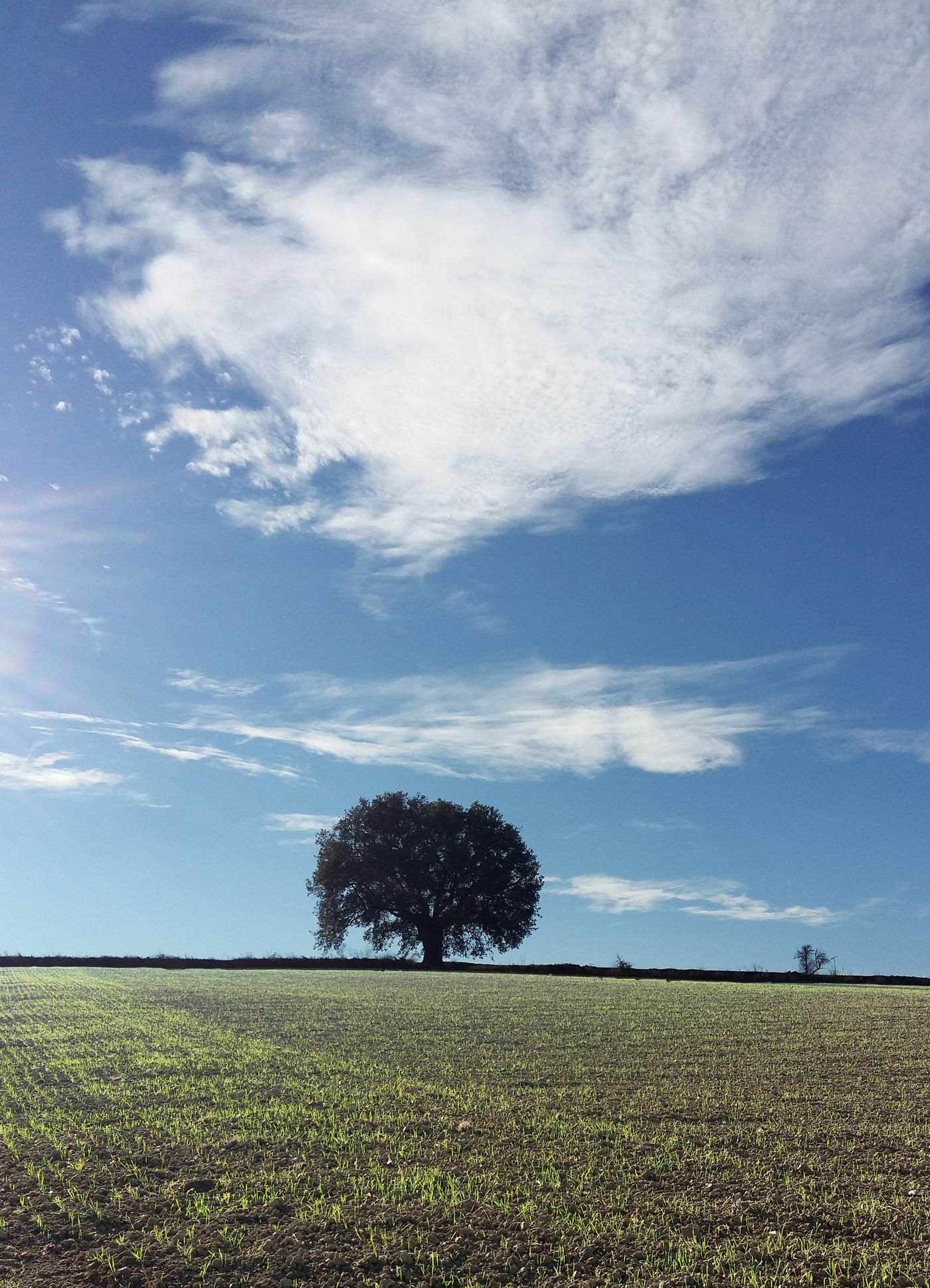Campo di grano e quercia, Idea Terra