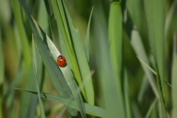 CoccinellaGrano